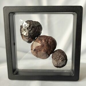 Dragon Egg Early Diagenetic Cretaceous Pyrite Nodule Concretion Mooreville Chalk